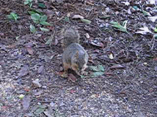 Slow-motion of a mockingbird attacking a squirrel while he tries to eat