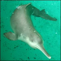 Yangtze River dolphin (Lipotes vexillifer)