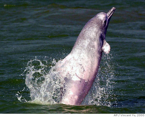 Yangtze River dolphin (Lipotes vexillifer) leaping from the water