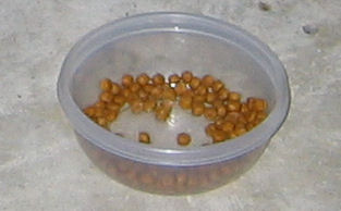 Bowl of cat food on the patio (145_4531)